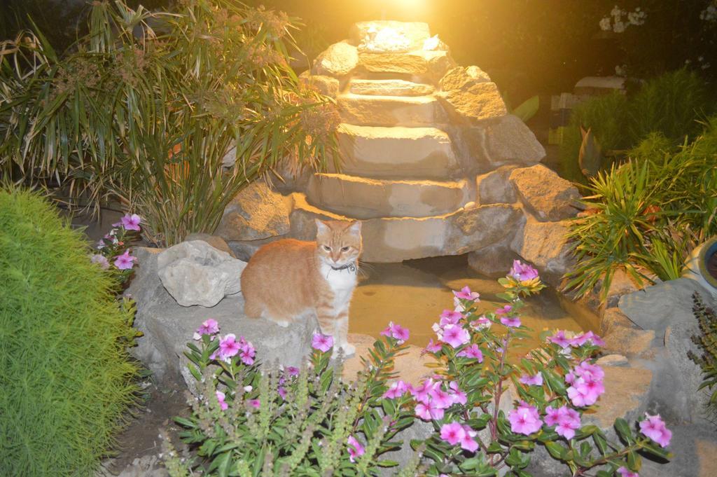 Pension Sofia パロス島 エクステリア 写真