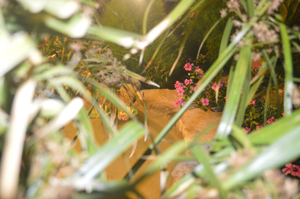Pension Sofia パロス島 エクステリア 写真